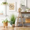 Small Snake Plant In Plant Stand - Threshold™ -Wayfair Store GUEST 489d175d 669a 46a9 aa02 7878efa3550b