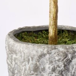 Banyan Tree Potted - Threshold™ Designed With Studio McGee 8 Banyan Tree Potted - Threshold™ Designed With Studio McGee -Wayfair Store GUEST 7c945569 ea6c 4192 94d5 6530a4bfd2d3